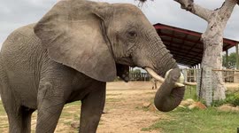 Matriarch elephant of the Jabulani herd, Tokwe, enjoys a delicious pumpkin