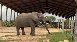 Watch as matriarch elephant of the Jabulani herd, Tokwe, takes a bit of a pumpkin