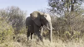 Elephant herd stop conservationist in her tracks as they stroll across road in South Africa