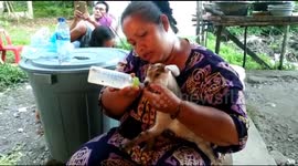 That's my kid! Indonesian woman nurses baby goat that was thrown out of her group