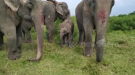 Tame elephant herd guide lost calf back to its family in northeastern India