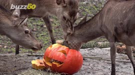 Visitors Get Free Entry into Zoo for Bringing in Pumpkins for the Animals to Eat & Play With!