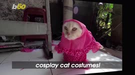 Spice Up Your Cats Day With These Amazing Costumes