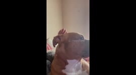 WatchYoung Red Nose Pity Show Jealousy With Cat Brother. Gets super possessive and gets between cat and mom. To prevent mom from showing love to his brother… the cat