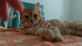 Korzhik the Red Cat is Relaxing on Bed
