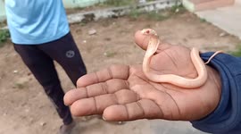 Rare albino cobra captured in south India