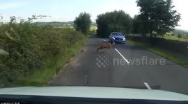 I'm out! Deer caught on dashcam escapes drivers in UK