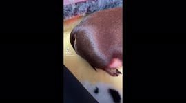Dachshund mum with  three pups 24hours old a few hours after giving birth