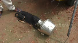 Dog that struck its head in a silver vessel was rescued by fire and rescue team in South India