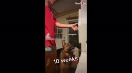 'Cute dog's excitement on seeing his owner remains the same as he grows older'