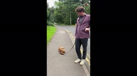 'Lazy & stubborn dog is in no mood to go for a walk '