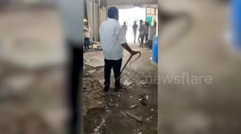 Snake expert nonchalantly removes cowering serpent from construction site in India