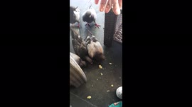 Feeding pigeons , so beautiful  to see them eating and fighting