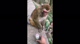 Hilarious monkey repeatedly rejects offer of drinking yoghurt