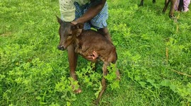 Bipedal bovine: Two-legged calf is a huge hit in south Indian village