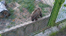 Funny bear in the zoo, making fun for kids, jumping for treats