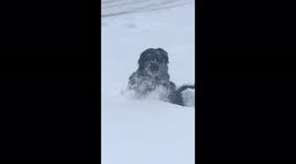Adorable moment tiny dog tackles deep snow in Latvia