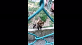 Bear, funny, zoo, dance, Sarajevo, Bosnia,