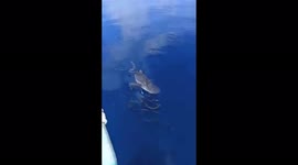 Whale sharks appear with a school of cobia