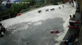 Six wild boars run through villager's front yard in China