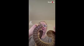 Australian woman demonstrates how one should proceed if bit by python