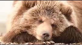 Cute bear basking in the sun on the shore of Kurile Lake, Kamchatka