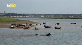 Seal the Deal! Scientists Observe UK’s Seal Populace Along the Thames River!
