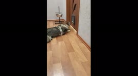 Little cat attacks a big dog in Nizhny Novgorod Oblast, Russia