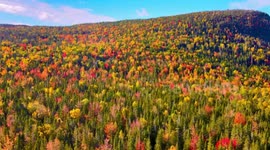 Stunning Drone Footage: 2021 Peak Fall foliage in Newfoundland, Canada