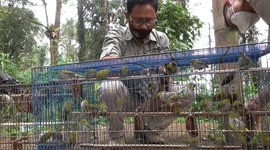 Indonesian authorities release hundreds of birds seized from illegal collectors