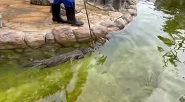Otterly incredible! Helpful creature retrieves phone dropped into enclosure pool by tourist