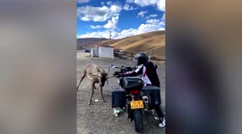 Two-pronged attack! Chinese man grapples with wild deer attacking his motorbike