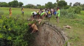 Cow rescued from 18m (60ft)-deep well it had fallen into in South India