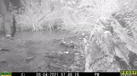 Robin finds, pulls out of ground and eats a worm during low light at a pond in Idaho.
