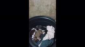 Yey it's Cocoa's First Parenting experience she such a sweet Mother can't leave her beautiful puppies cause she's so inlove with them