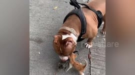 Adorable kittens mistake friendly bulldog for their mother, in the Philippines