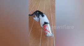 Pet kitten saved after its head gets stuck inside can of sardines
