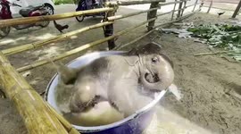 Adorable baby elephant plays in water basin in Thailand