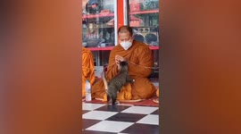 Playful cat interrupts Buddhist monk while he is praying in Thailand