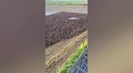 Thousands of ducks sweep through Thai rice field, helping fight pests the natural way