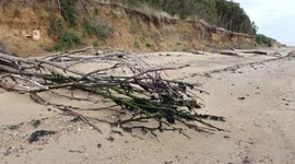 Fallen Tree on Beach due to Erosion, Drone Shot