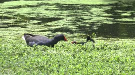 Elegant Dusky Moorhens feeding their bald, begging chicks on waterweeds.