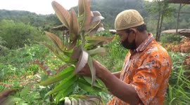 Padang man grows plant being researched as a Covid-19 treatment in Indonesia