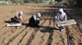 Palestinian female graduates, plant at a farm in Deir al-Balah, central Gaza Strip.