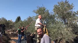 Palestinians and foreign volunteers pick olives under eyes of Israeli troops at Eviatar outpost in West Bank