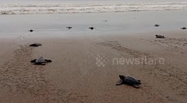 Thirty-five baby turtle hatchlings released at beach in Padang, Indonesia
