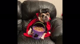 No dog treats will survive the bite from this vampire.