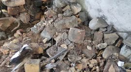 Today the cobra inside the private company was recovered and left in the forest which took place in Cuddalore district in Tamil Nadu