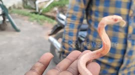 Rare albino cobra hatchling rescued in south India