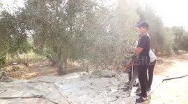 The beginning of the olive harvest season in Palestine